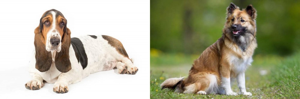 Icelandic Sheepdog vs Basset Hound - Breed Comparison