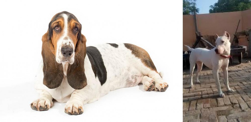 Indian Bull Terrier vs Basset Hound - Breed Comparison