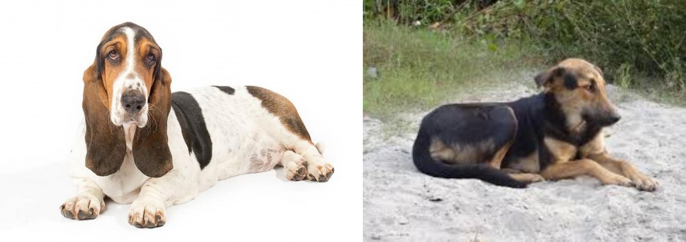 Indian Pariah Dog vs Basset Hound - Breed Comparison
