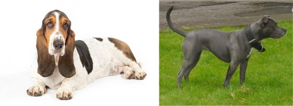 Irish Bull Terrier vs Basset Hound - Breed Comparison