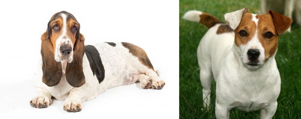 Irish Jack Russell vs Basset Hound - Breed Comparison