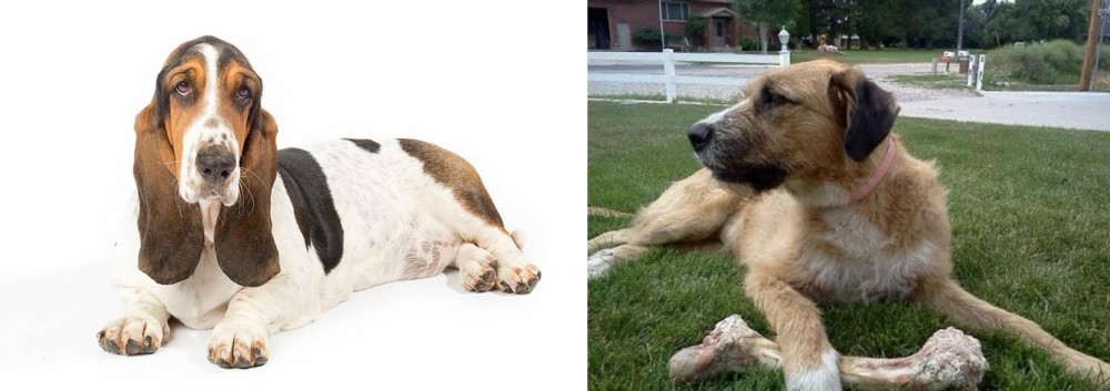 Irish Mastiff Hound vs Basset Hound - Breed Comparison