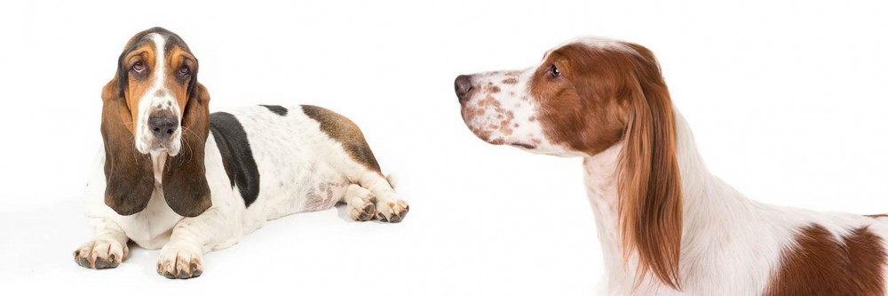 Irish Red and White Setter vs Basset Hound - Breed Comparison