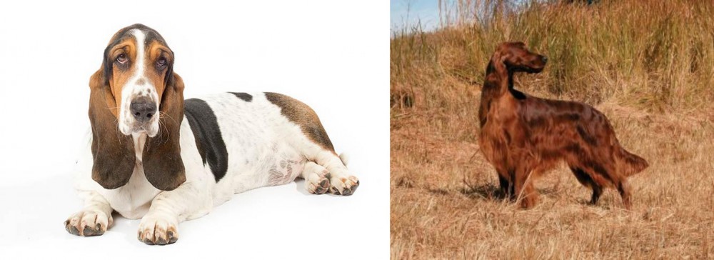 Irish Setter vs Basset Hound - Breed Comparison