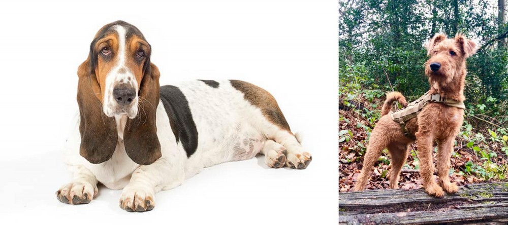 Irish Terrier vs Basset Hound - Breed Comparison