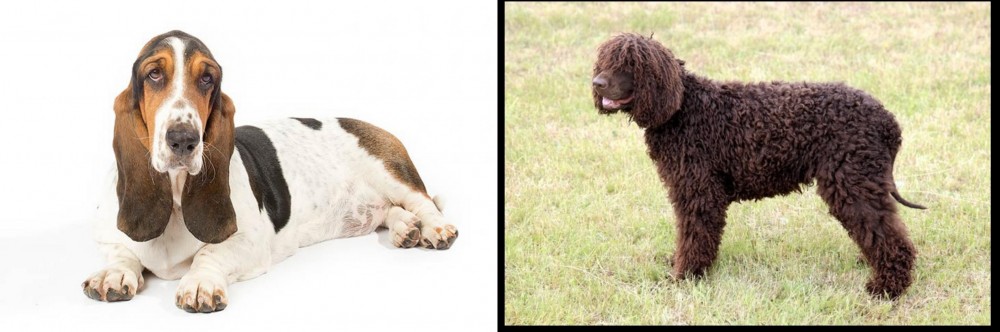 Irish Water Spaniel vs Basset Hound - Breed Comparison