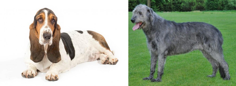 Irish Wolfhound vs Basset Hound - Breed Comparison