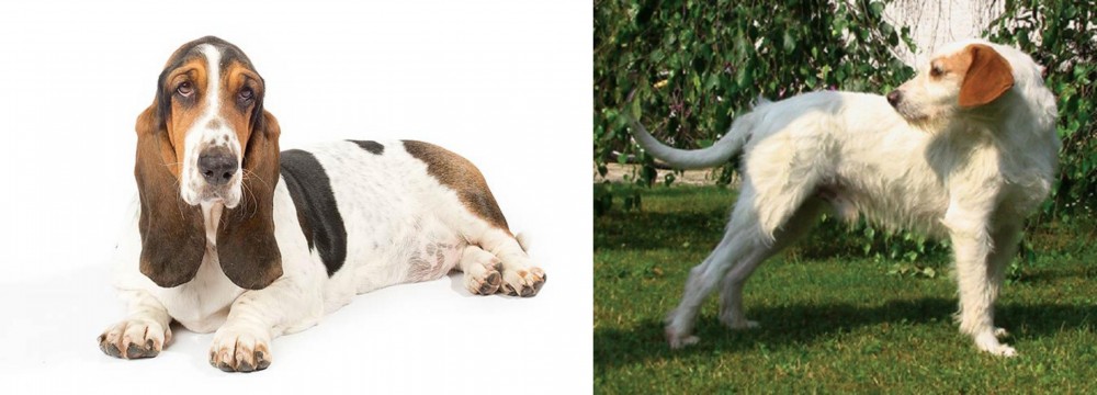 Istarski Ostrodlaki Gonic vs Basset Hound - Breed Comparison