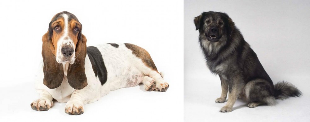 Istrian Sheepdog vs Basset Hound - Breed Comparison