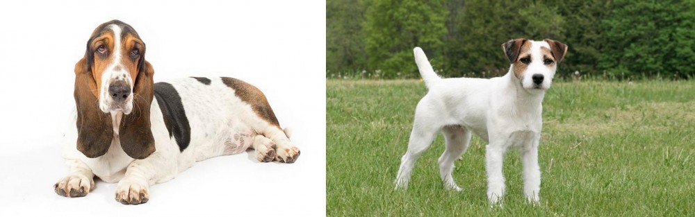 Jack Russell Terrier vs Basset Hound - Breed Comparison