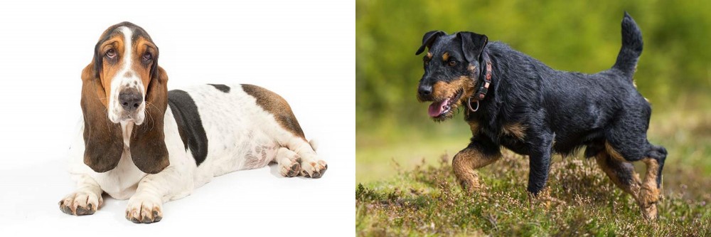 Jagdterrier vs Basset Hound - Breed Comparison