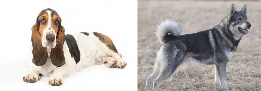 Jamthund vs Basset Hound - Breed Comparison