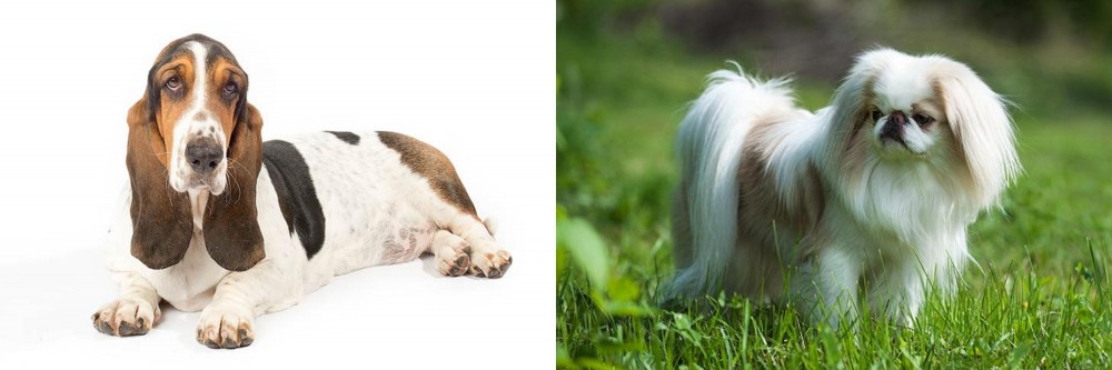 Japanese Chin vs Basset Hound - Breed Comparison