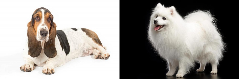 Japanese Spitz vs Basset Hound - Breed Comparison