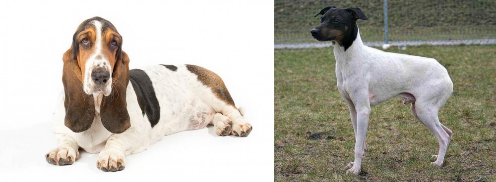 Japanese Terrier vs Basset Hound - Breed Comparison