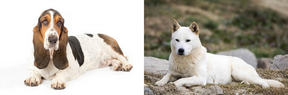 Jindo vs Basset Hound - Breed Comparison