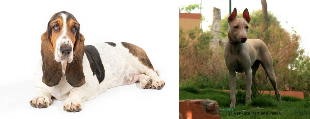 Jonangi vs Basset Hound - Breed Comparison