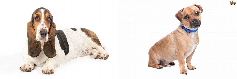Jug vs Basset Hound - Breed Comparison