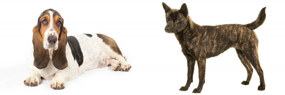 Kai Ken vs Basset Hound - Breed Comparison