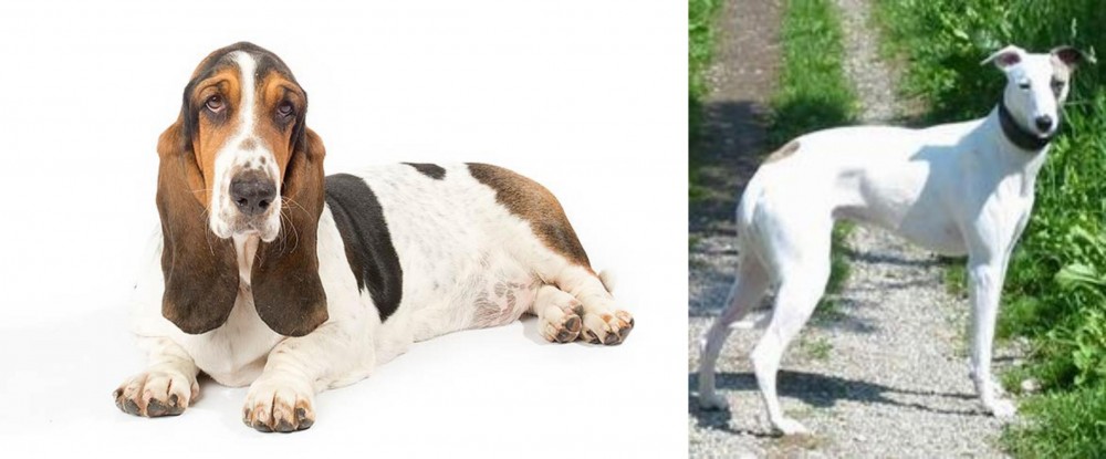 Kaikadi vs Basset Hound - Breed Comparison