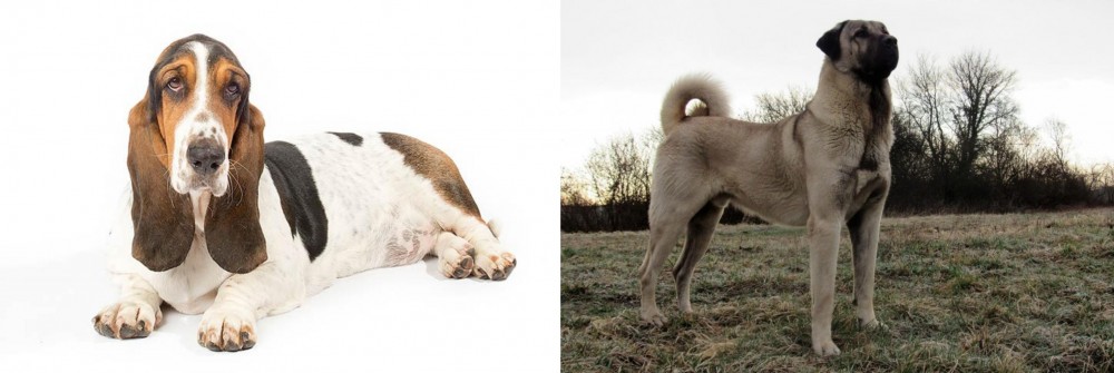 Kangal Dog vs Basset Hound - Breed Comparison