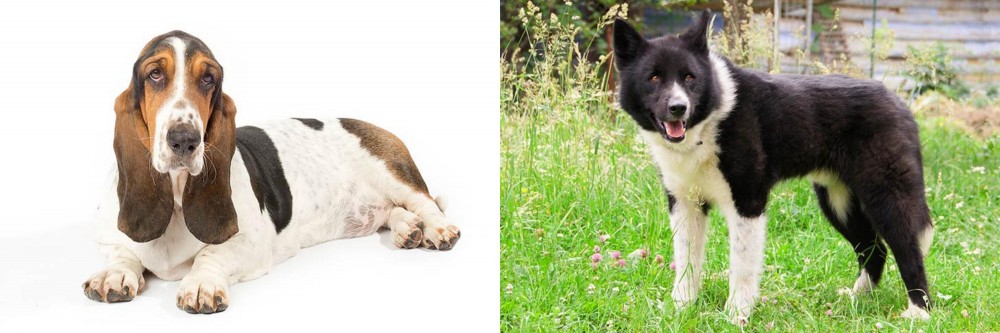 Karelian Bear Dog vs Basset Hound - Breed Comparison