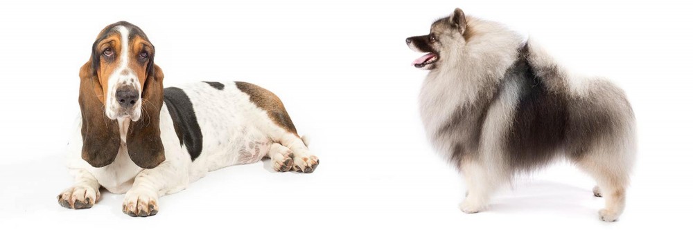 Keeshond vs Basset Hound - Breed Comparison