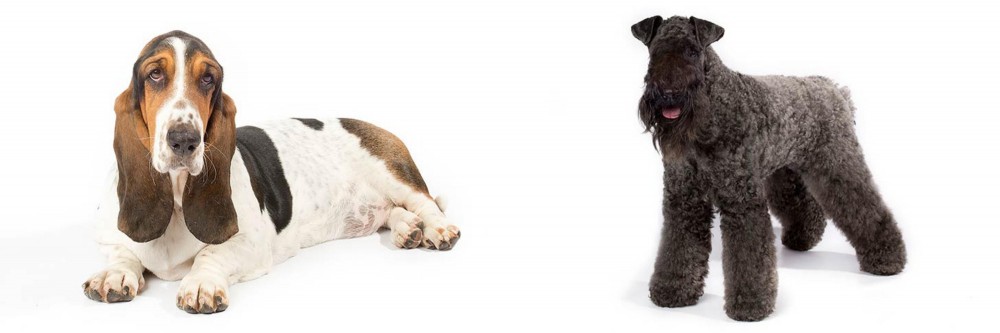 Kerry Blue Terrier vs Basset Hound - Breed Comparison