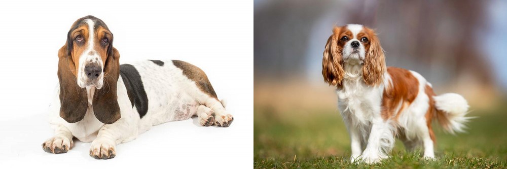 King Charles Spaniel vs Basset Hound - Breed Comparison
