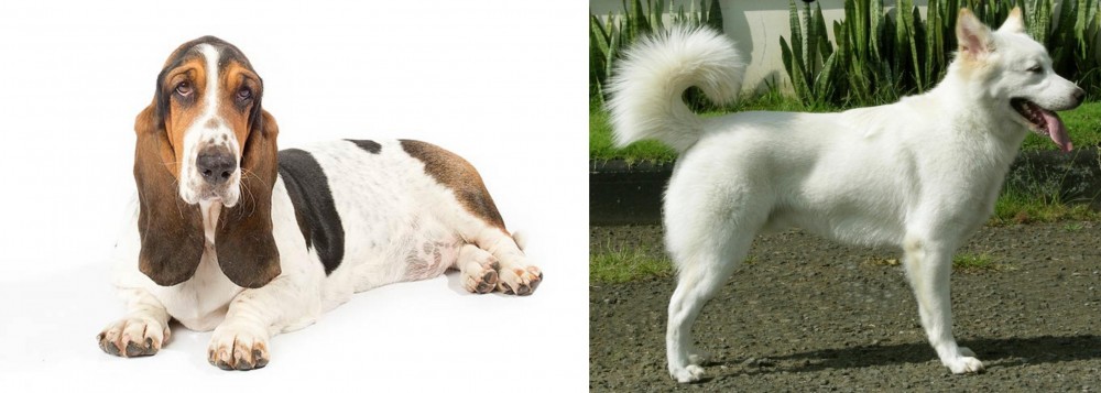 Kintamani vs Basset Hound - Breed Comparison