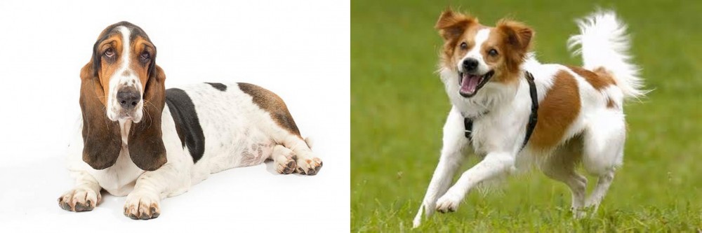 Kromfohrlander vs Basset Hound - Breed Comparison