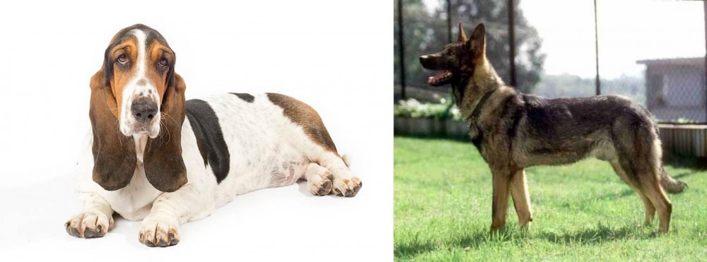 Kunming Dog vs Basset Hound - Breed Comparison