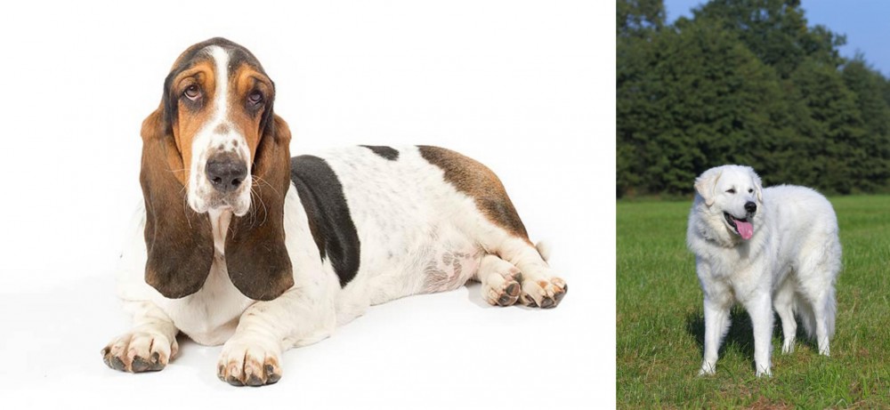 Kuvasz vs Basset Hound - Breed Comparison