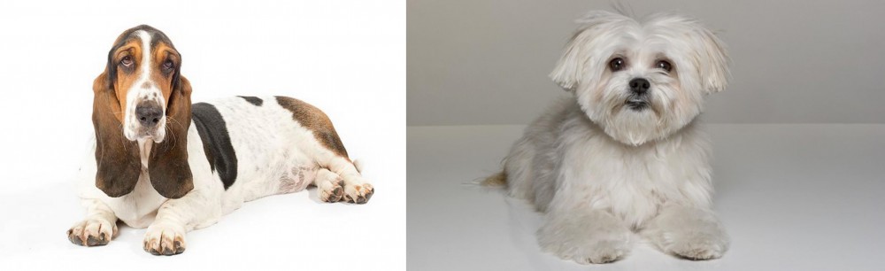 Kyi-Leo vs Basset Hound - Breed Comparison