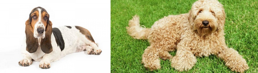 Labradoodle vs Basset Hound - Breed Comparison