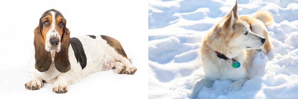 Labrador Husky vs Basset Hound - Breed Comparison