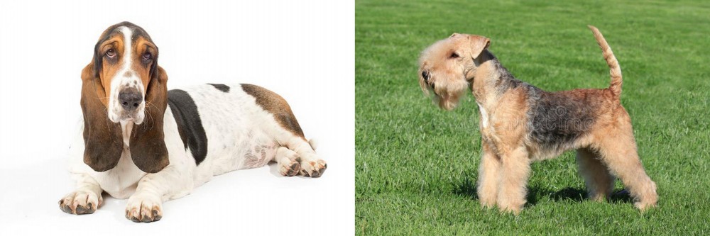 Lakeland Terrier vs Basset Hound - Breed Comparison