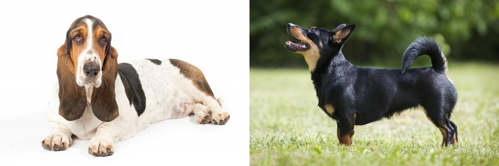 Lancashire Heeler vs Basset Hound - Breed Comparison
