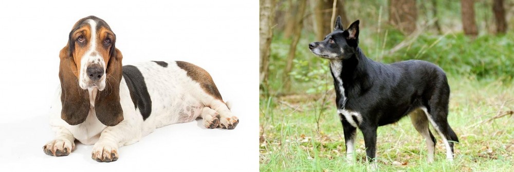 Lapponian Herder vs Basset Hound - Breed Comparison