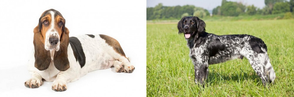 Large Munsterlander vs Basset Hound - Breed Comparison