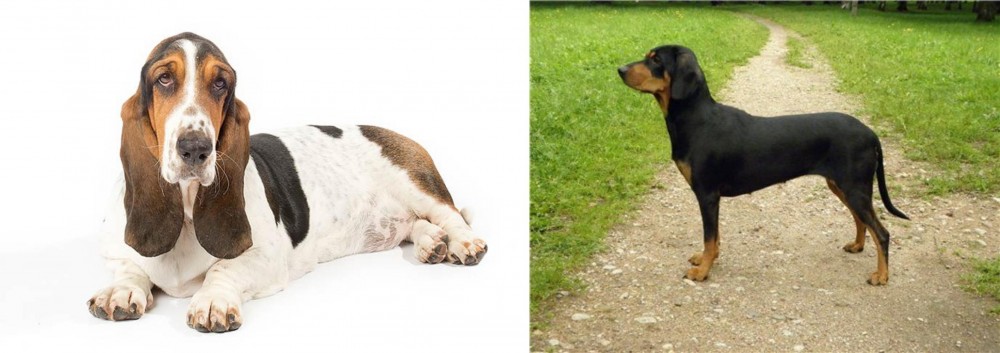 Latvian Hound vs Basset Hound - Breed Comparison
