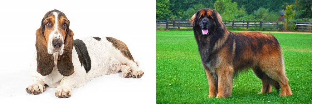 Leonberger vs Basset Hound - Breed Comparison