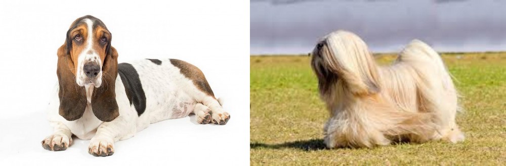 Lhasa Apso vs Basset Hound - Breed Comparison