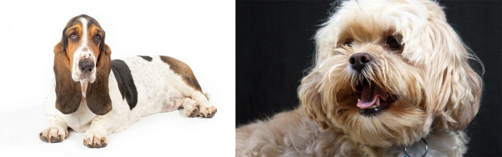 Lhasapoo vs Basset Hound - Breed Comparison