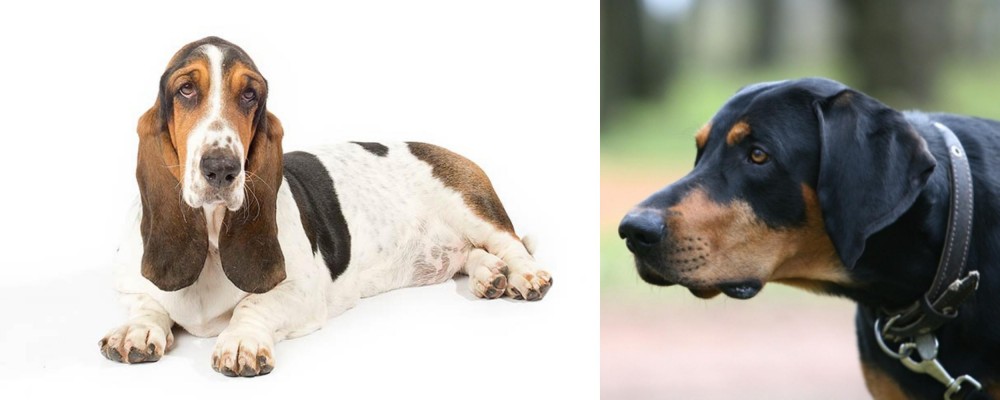 Lithuanian Hound vs Basset Hound - Breed Comparison