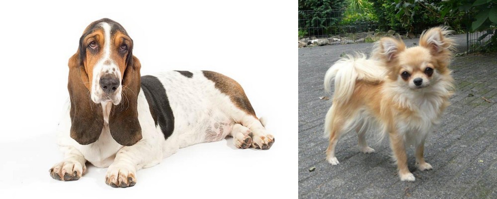 Long Haired Chihuahua vs Basset Hound - Breed Comparison
