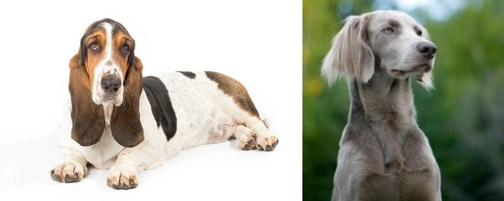 Longhaired Weimaraner vs Basset Hound - Breed Comparison
