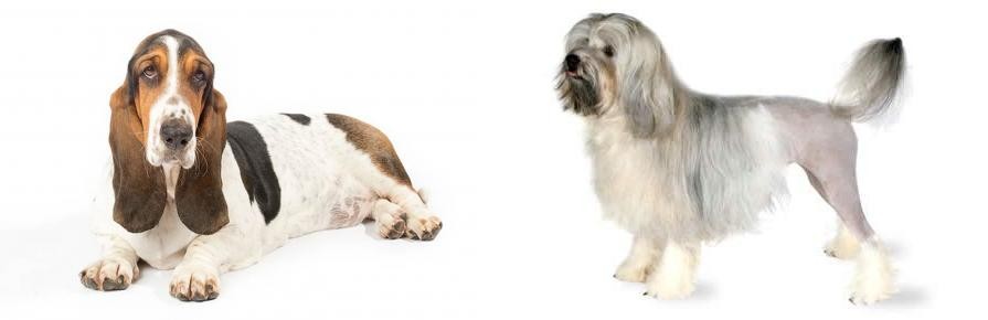 Lowchen vs Basset Hound - Breed Comparison