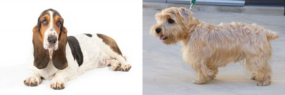 Lucas Terrier vs Basset Hound - Breed Comparison
