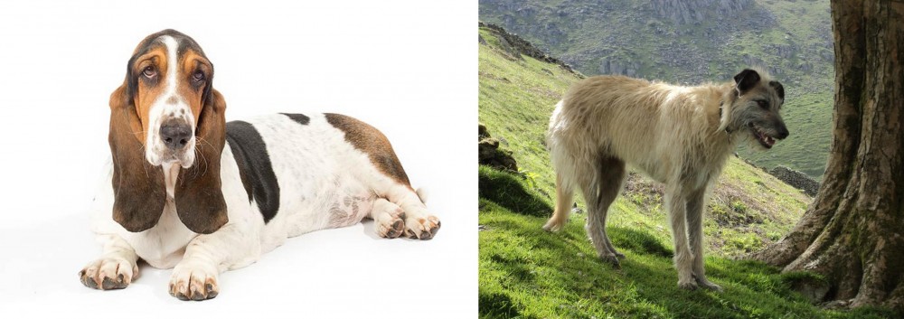 Lurcher vs Basset Hound - Breed Comparison